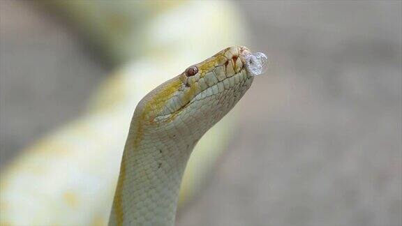 蛇Python