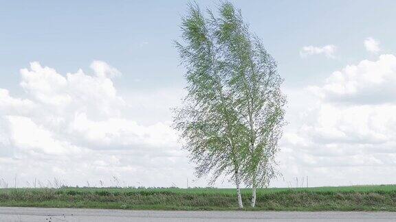 一棵孤独的树伫立在田地的路边