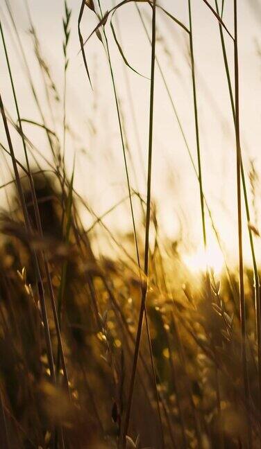 相机飞过干燥的草地在日落或日出的光线垂直视频