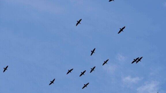 成群迁徙的大鸟大鸟群缓慢的运动鸟鹅编队飞行蓝天背景一群不完全编队的大雁
