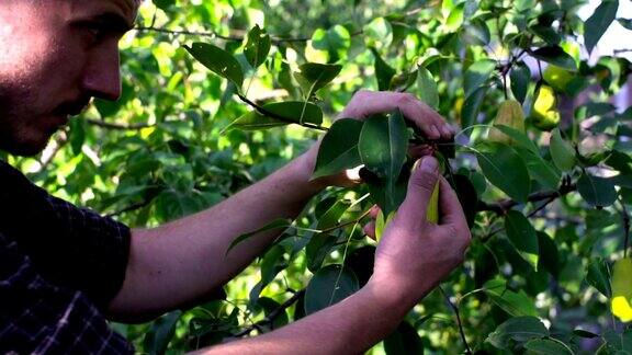 一名男子正在从农场花园的树上采摘成熟的新鲜梨