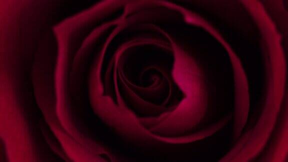 微景光画上的红色玫瑰花瓣