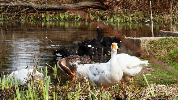池塘上的一群白鹅和黑天鹅