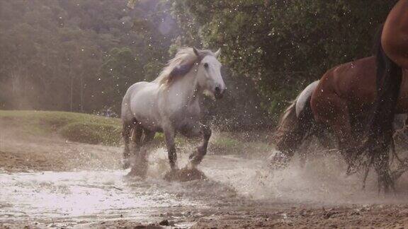 马群奔跑踏过河流