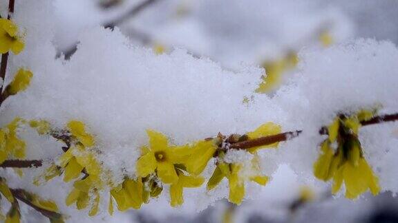 黄色的花上一丛覆盖着一层雪的春天特写
