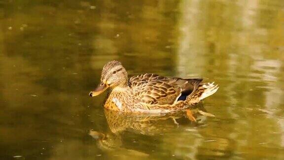 美丽的鸭子在湖里游泳