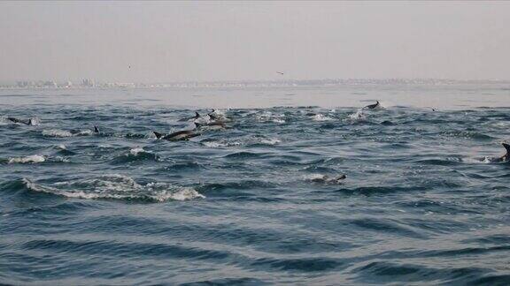 海豚在海洋中一起游泳就像豆荚4K48FPS慢镜头