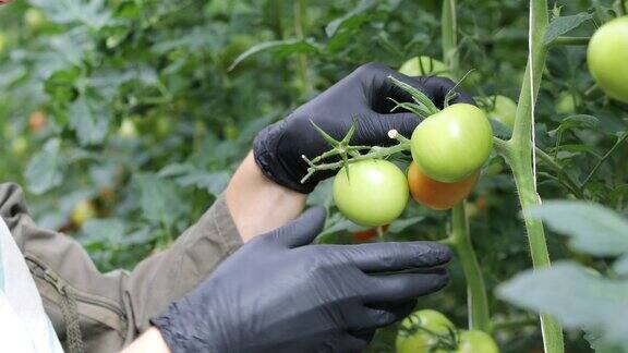 农民在温室里检查未成熟的西红柿