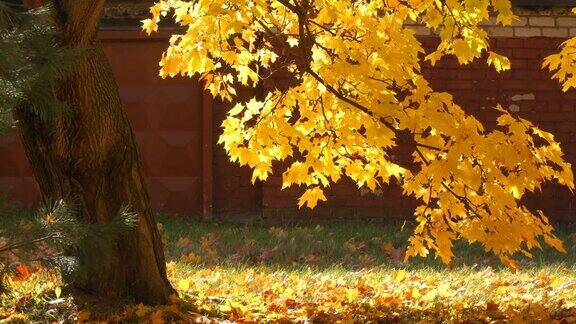 在一个阳光明媚的日子里枫叶从一棵秋天的枫树上靠在砖墙上飘落下来