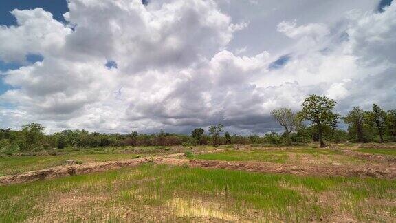 稻田秧苗景观
