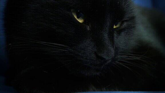 HD:黑猫觉醒