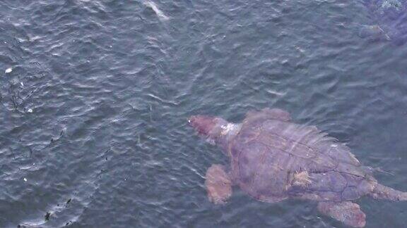 受伤的海龟在水面上游动