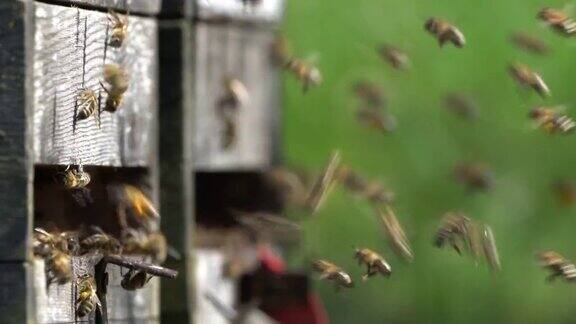 蜂箱上的蜜蜂
