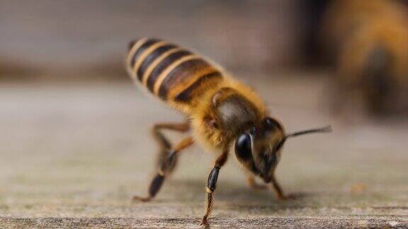 蜜蜂辛苦得要死