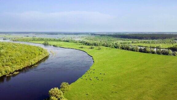 美丽的鸟瞰图牛群在河岸上吃草