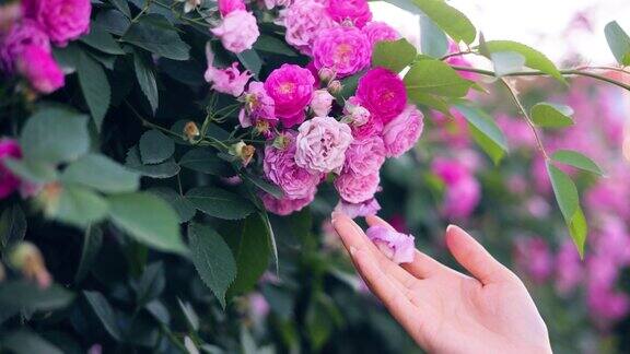 女人用手触摸粉红色的小花