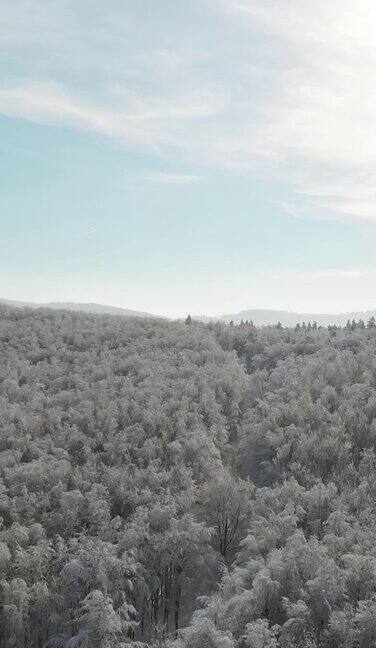 冬天的森林在雪地里被阳光的光芒照亮