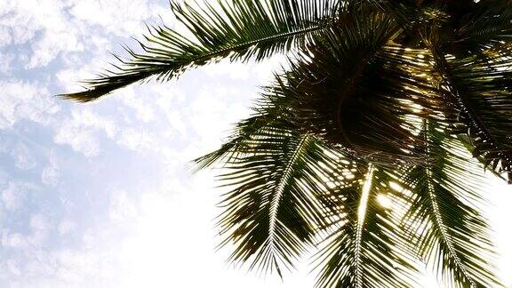 热带棕榈叶与阳光在蓝天