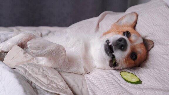 可爱的红白相间的柯基躺在床上放松从水疗程序在脸上黄瓜覆盖着一条毛巾头靠在枕头上盖上毯子抬起手最后搞笑的狗吃了黄瓜翻了个身