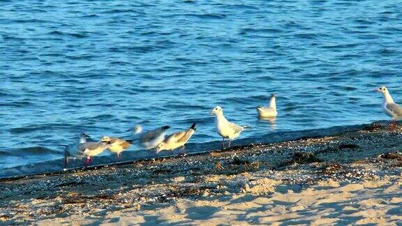 海滩上寻找食物的海鸥