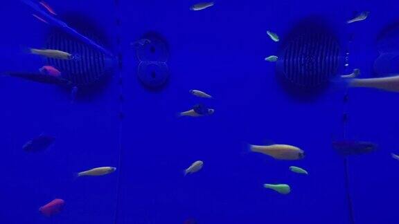 充满活力的蓝色鱼缸里的小鱼