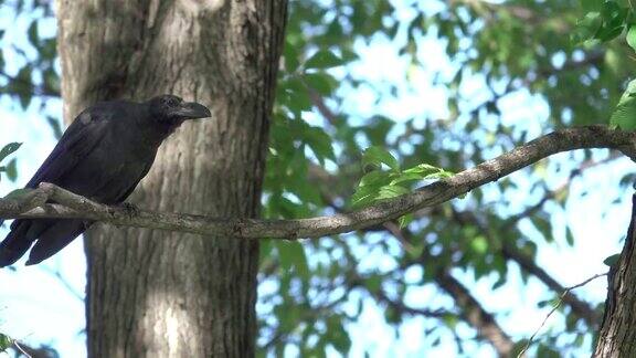 4k:黑乌鸦站在树上
