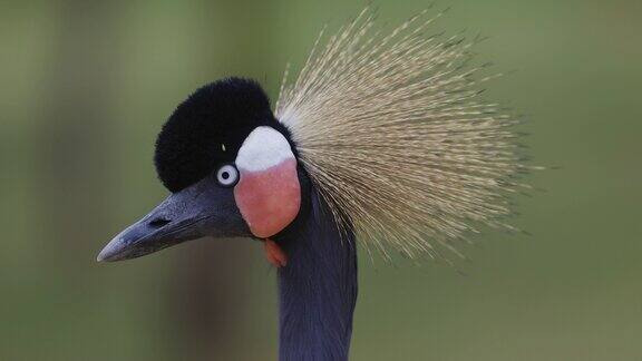 一个令人惊叹的美丽的黑冠鹤看着相机的特写肖像