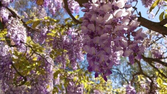 紫藤在春天的花园里盛开