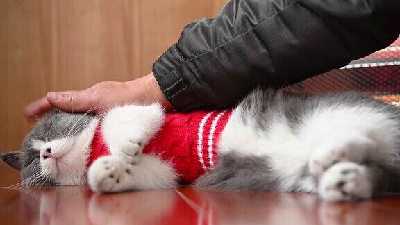 男子温柔地抚摸着一只可爱的英国短毛猫它躺在木地板上背上有电热器