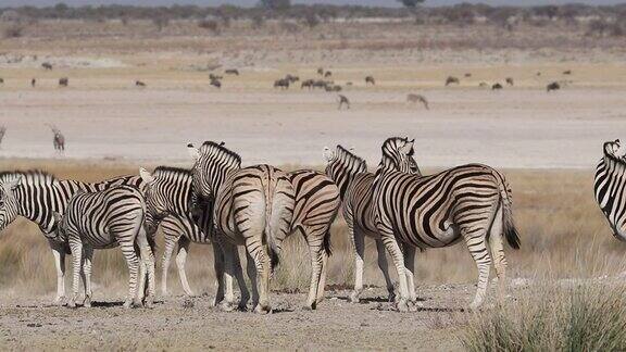 纳米比亚埃托沙国家公园贫瘠平原上的平原斑马(Equusburchelli)