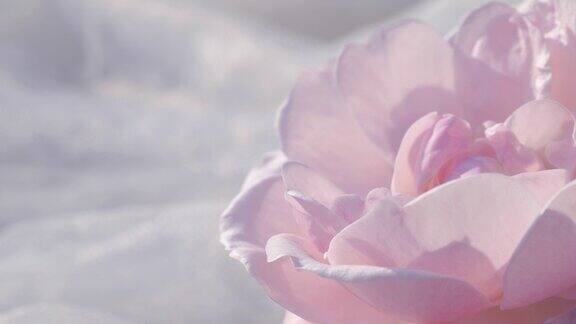 粉红玫瑰背景宁静的自然背景