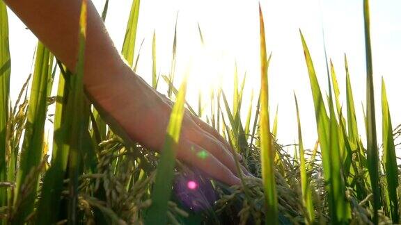特写:女人的手抚摸和爱抚成熟的水稻植物在金色的日出