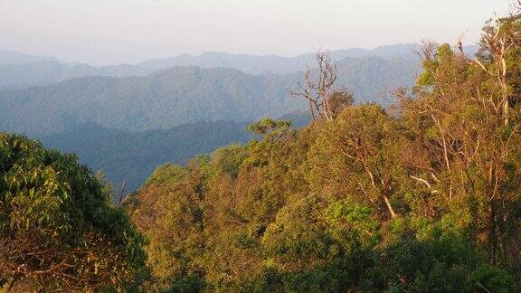 热带雨林山上的树阳光明媚