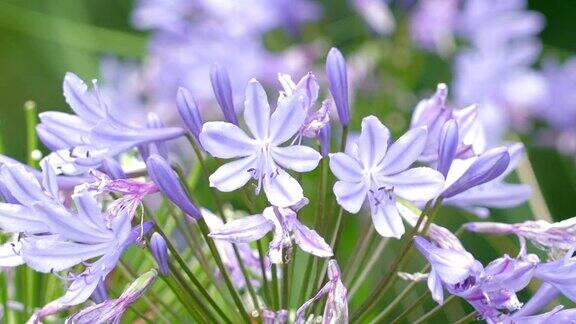 蓝色的花瓣在风中飘扬