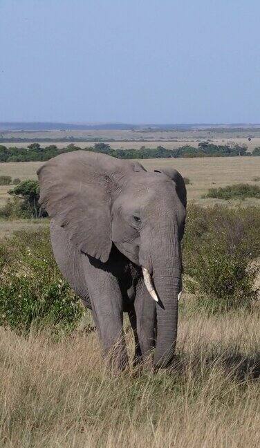 非洲象loxodontaafricana成年行走在大草原吃草马赛马拉公园在肯尼亚垂直视频实时4K