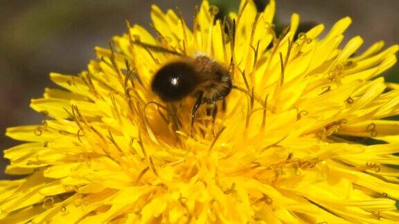 蜜蜂在春天从黄色的蒲公英花上采集花蜜