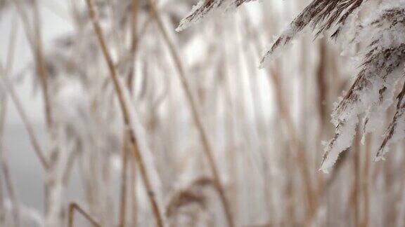 宏观的一个单一的芦苇茎颤抖的风在一个冬天的田野之间的雪花