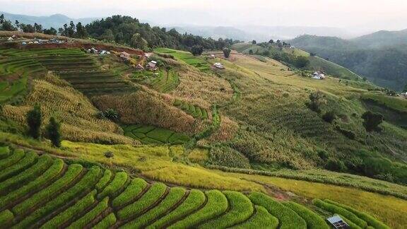 梯田稻田鸟瞰图绿色季节的东南亚农业