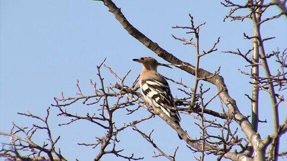 春天戴箍鸟在树顶歌唱