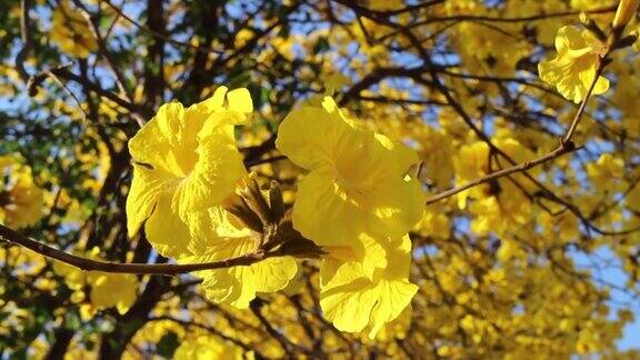 美丽的黄色夏天花盛开的树