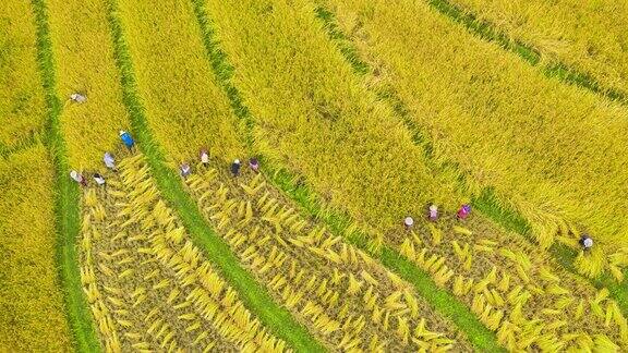 一群农民在收获金色稻田的4K无人机延时拍摄
