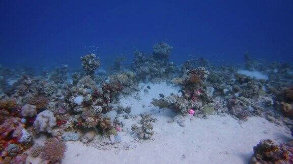 水下潜水在美丽的珊瑚礁和许多热带鱼在红海-马萨阿拉姆
