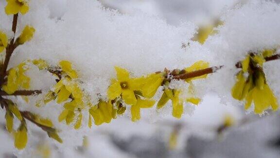 黄色的花上一丛覆盖着一层雪的春天特写