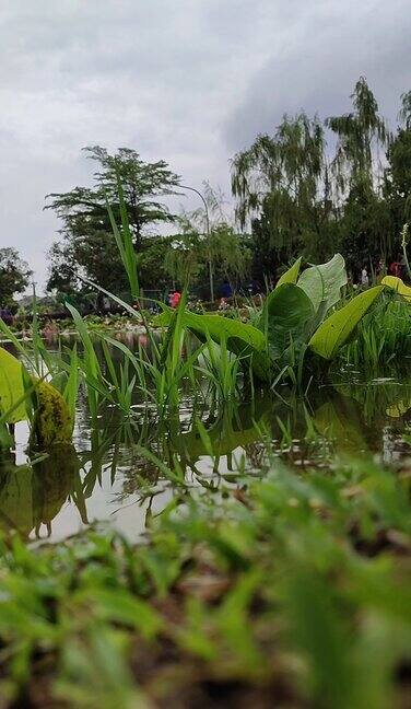 城市公园湖边的芦苇和鲜花随风飘荡