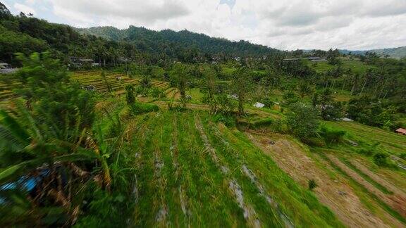 无人机拍摄的巴厘岛稻田