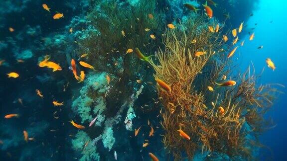 海下珊瑚群中柳珊瑚的背景