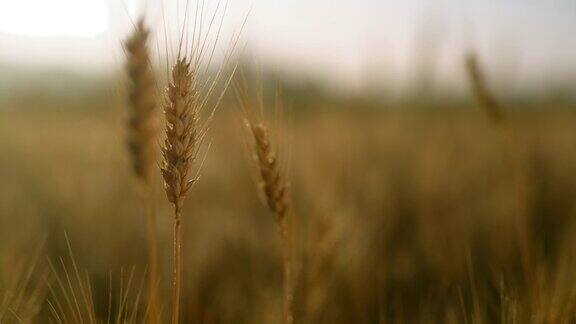 这是麦田里一穗小麦的特写