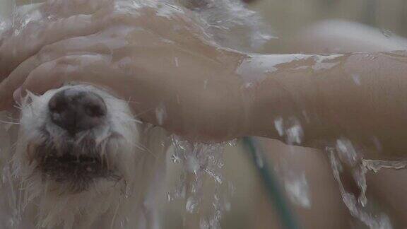 给小白狗洗澡