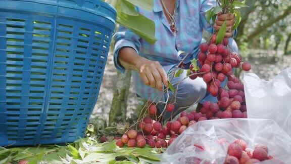 在泰国采摘一堆美味的热带水果熟稔的新鲜荔枝水果
