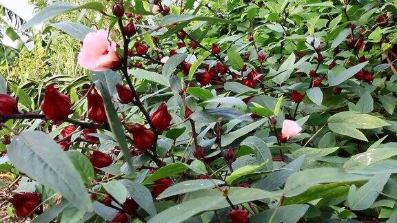 花园里的红色芙蓉花